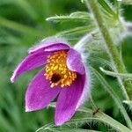 Pulsatilla vulgaris Flower