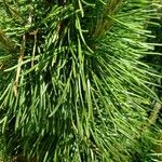 Pinus cembra List