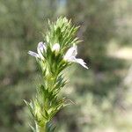 Euphrasia stricta പുഷ്പം