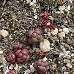 Sedum andegavense 葉