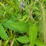 Scutellaria incana Blatt