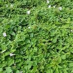 Calystegia silvatica Habit