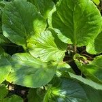 Bergenia crassifoliaList