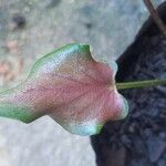 Caladium bicolor 叶