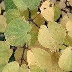 Cercidiphyllum japonicum Leaf