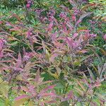 Callicarpa kwangtungensis Hoja