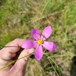 Sabatia grandiflora Flor