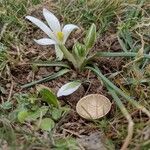 Ornithogalum orthophyllum Çiçek