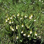 Cypripedium candidum Vekstform