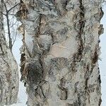 Betula ermanii Corteccia