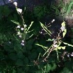 Desmodium canadense Blatt