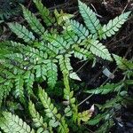 Polystichum makinoi Leaf