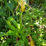 Phragmipedium longifolium Hoja