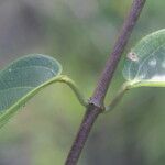 Stigmaphyllon ellipticum Hoja