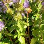 Mentha pulegium Foglia