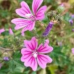 Malva sylvestris Blüte