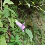 Maurandya barclayana Flower