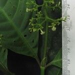 Psychotria microbotrys Otro