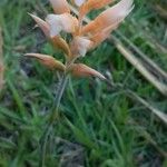 Sacoila lanceolata Квітка