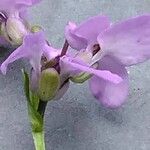 Iberis umbellata Flower