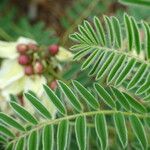 Erophaca baetica Likasa