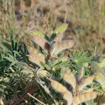 Lupinus digitatus Fruit