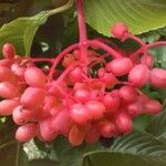 Viburnum sieboldii Fruit