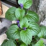 Salvia farinacea Leaf