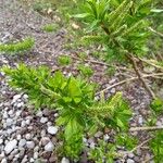 Salix viminalis Квітка