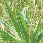 Eupatorium altissimum Leaf