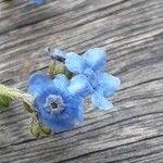 Cynoglossum amabile Λουλούδι