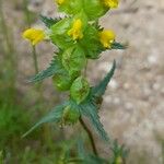 Rhinanthus minor Habitus