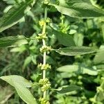 Rumex pulcherFlower