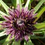 Tragopogon porrifoliusFlor