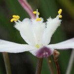 Simethis mattiazzii Fleur