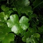 Ranunculus hederaceus Yaprak