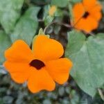 Thunbergia alataFlower