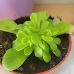 Pinguicula agnata Ліст