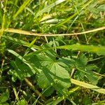 Potentilla anglica Leaf