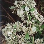 Bystropogon origanifolius Flower