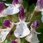 Teucrium pyrenaicumFlower