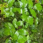 Actaea spicata Levél