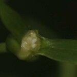 Carapichea guianensis Corteza