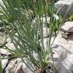 Allium narcissiflorum Hoja