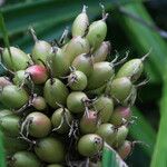 Bromelia pinguin Fruit