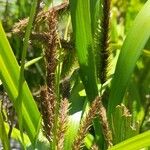 Carex excelsa Fruto