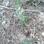 Sideritis romana Feuille