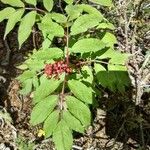 Sambucus racemosaFruit