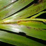 Xiphidium caeruleum Leaf