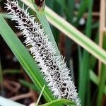 Carex acutiformis Blomma